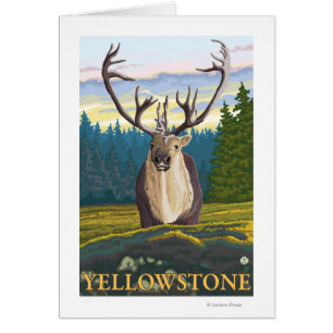 Caribou in the Wild - Yellowstone National