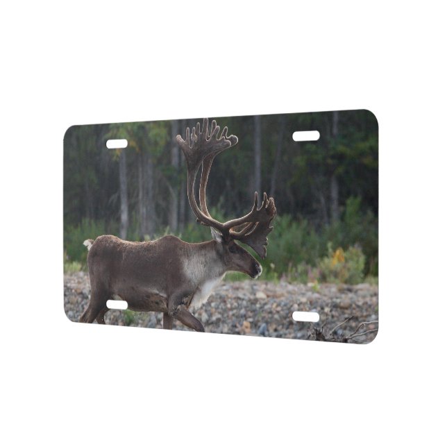 caribou license plate (Left)