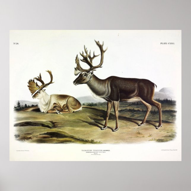 Caribou, or American Reindeer by Audubon Poster (Front)