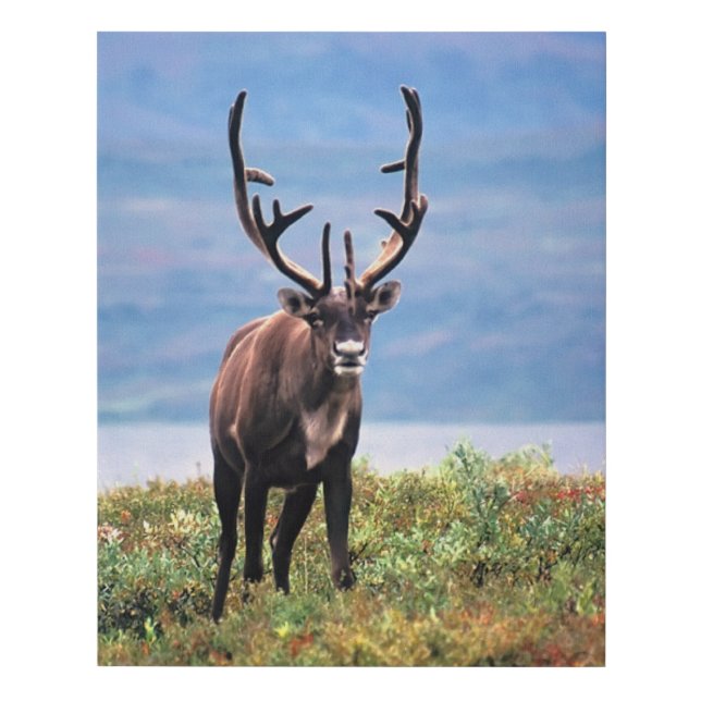Caribou or Reindeer | Denali National Park, Alaska Faux Canvas Print (Front)