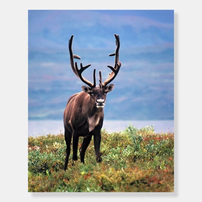 Caribou or Reindeer | Denali National Park, Alaska Foam Board (Front)
