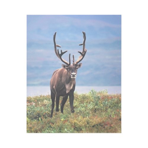 Caribou or Reindeer  Denali National Park Alaska Gallery Wrap