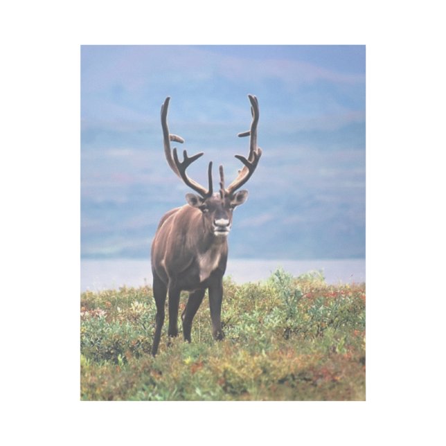 Caribou or Reindeer | Denali National Park, Alaska Gallery Wrap (Front)