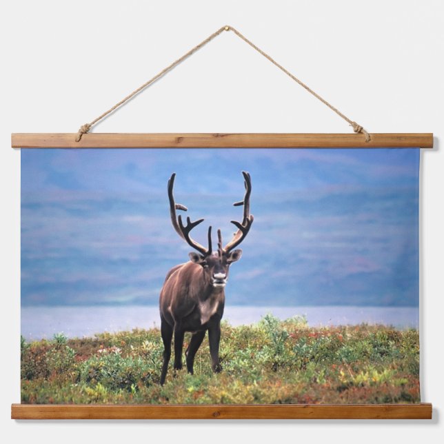 Caribou or Reindeer | Denali National Park, Alaska Hanging Tapestry (Front)