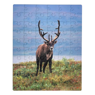 Caribou or Reindeer Denali National Park, Alaska Jigsaw Puzzle
