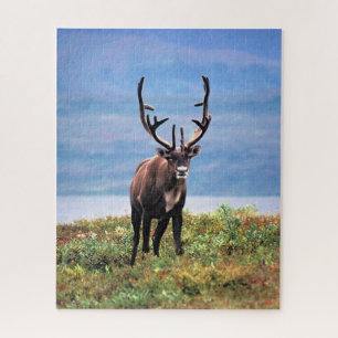 Caribou or Reindeer   Denali National Park, Alaska Jigsaw Puzzle