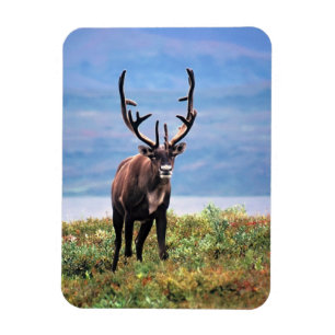 Caribou or Reindeer   Denali National Park, Alaska Magnet