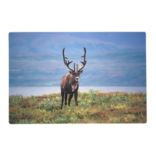 Caribou or Reindeer  Denali National Park Alaska Placemat