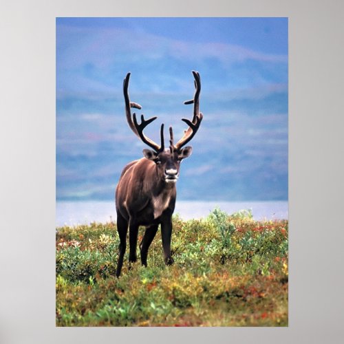 Caribou or Reindeer  Denali National Park Alaska Poster