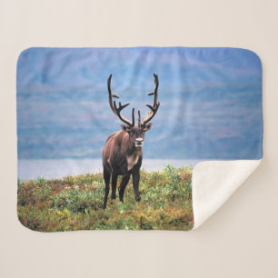 Caribou or Reindeer Denali National Park, Alaska Sherpa Blanket
