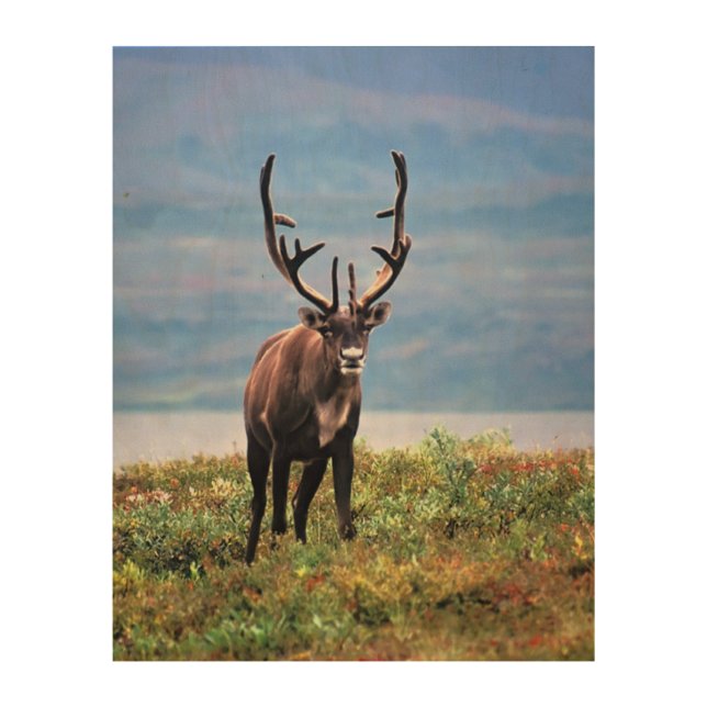 Caribou or Reindeer | Denali National Park, Alaska Wood Wall Art (Front)