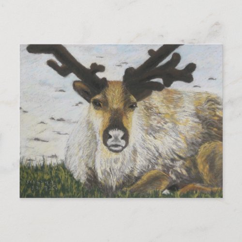 Caribou Postcard