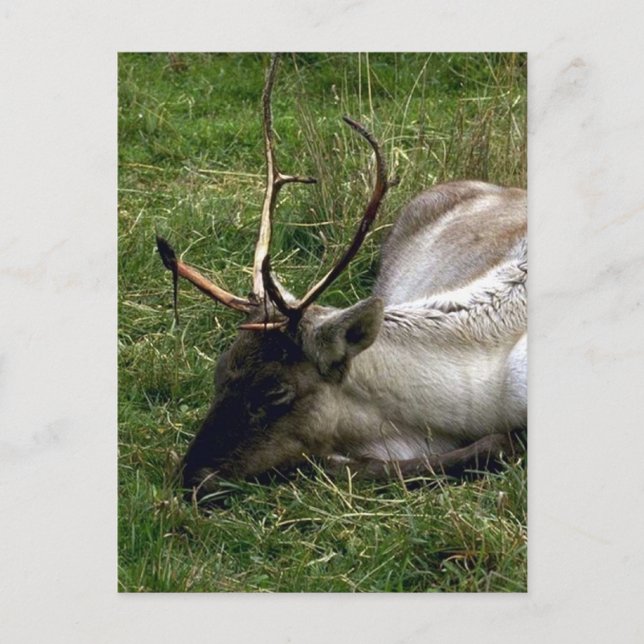 Caribou Postcard (Front)