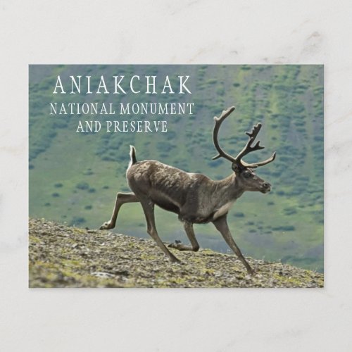 Caribou Running Aniakchak Monument Preserve Postcard
