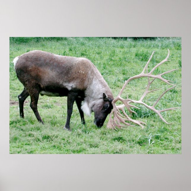 Caribou with Large Antlers Poster (Front)