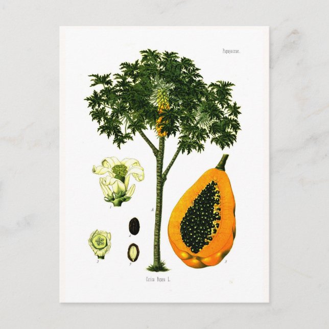 Carica papaya (Papaya) Postcard (Front)
