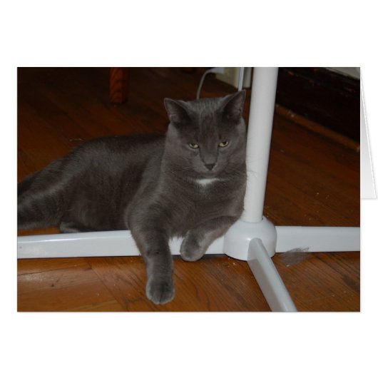 Carl Angry Kitty (Front Horizontal)