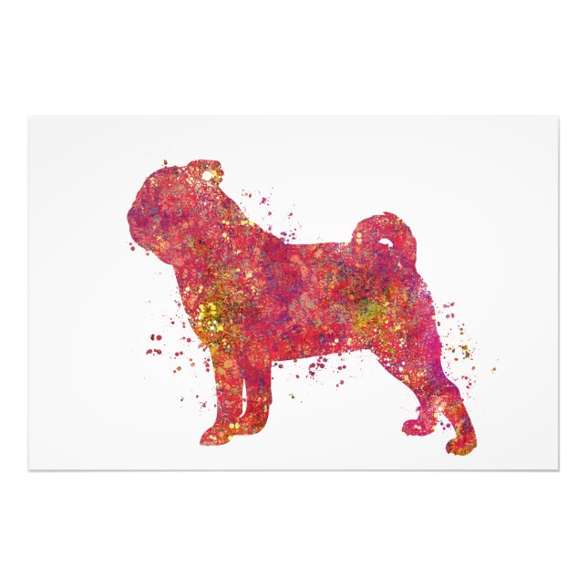 Carlin Animal Dog Home Nature World Canine Photo Print (Front)