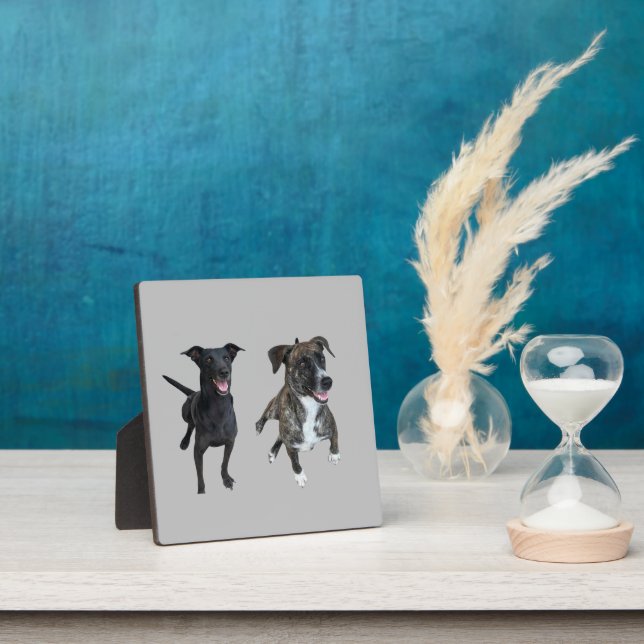 Carlos dogs plaque (Insitu)