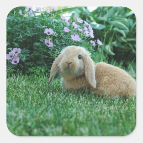 Carlos the Lop Eared Baby Bunny Square Sticker