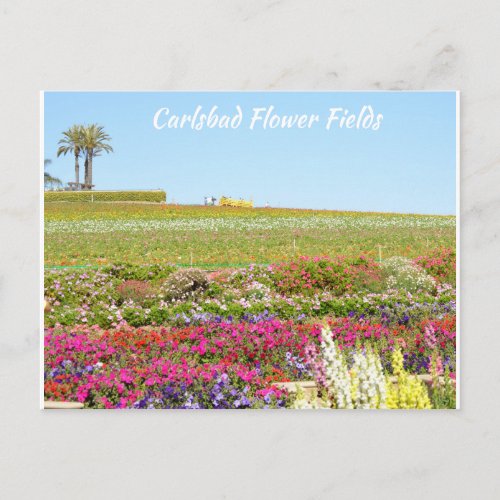 Carlsbad Flower Fields Postcard