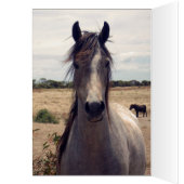 Carly, Happy Birthday, Horses Love Hearts Card, (Inside (Left))