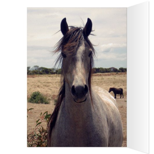 Carly, Happy Birthday, Horses Love Hearts Card, (Inside (Left))