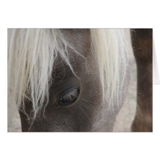 Carly, pretty mini filly cards