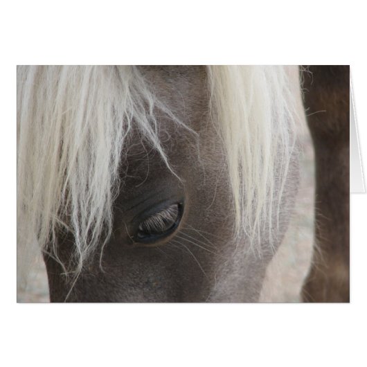 Carly, pretty mini filly cards (Front Horizontal)