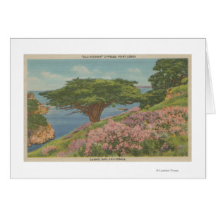 Carmel Bay, CA - View of "Old Veteran" Tree Cards
