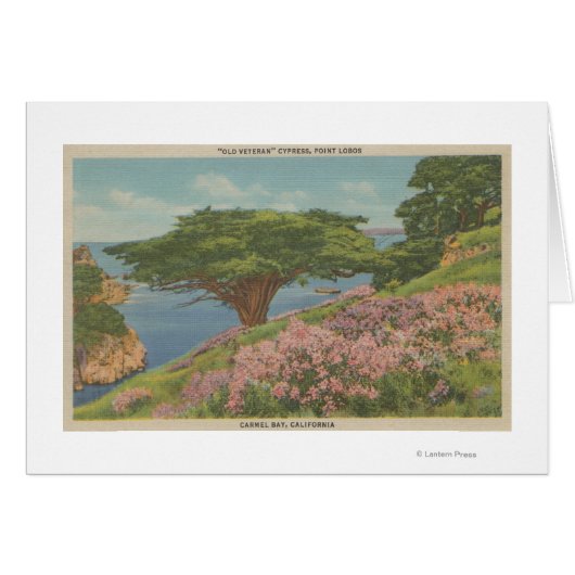 Carmel Bay, CA - View of "Old Veteran" Tree Cards (Front Horizontal)