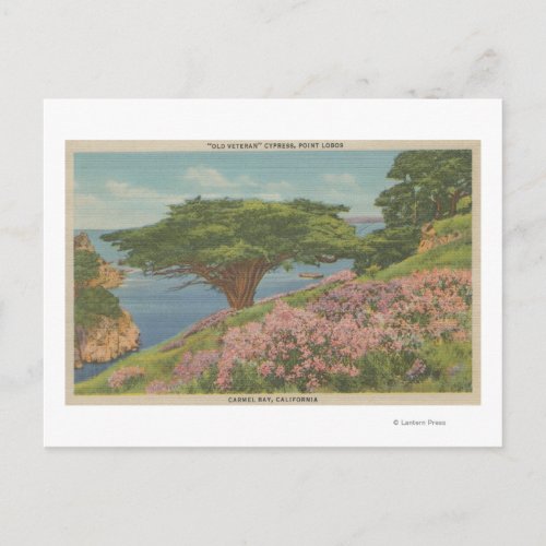 Carmel Bay CA _ View of Old Veteran Tree Postcard