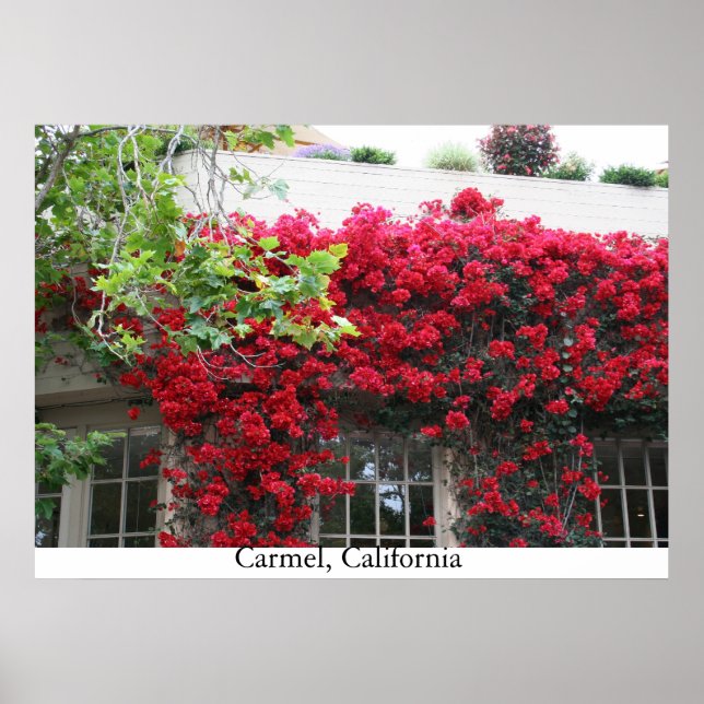 Carmel in bloom poster (Front)