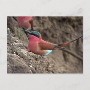 Carmine Bee-Eater Postcard