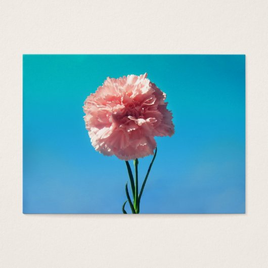 Carnation (Front)