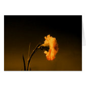 carnation 2 (Front Horizontal)