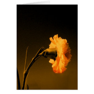 carnation 2 cards