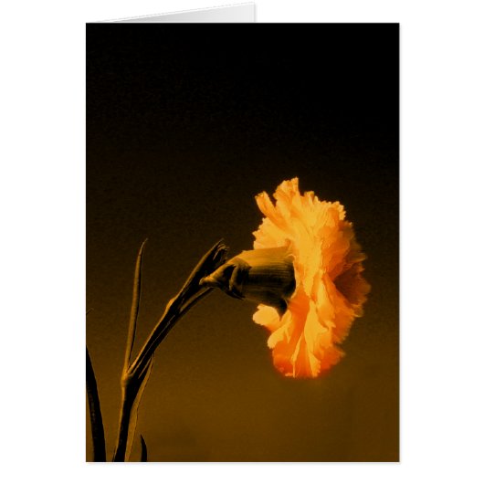carnation 2 cards (Front)