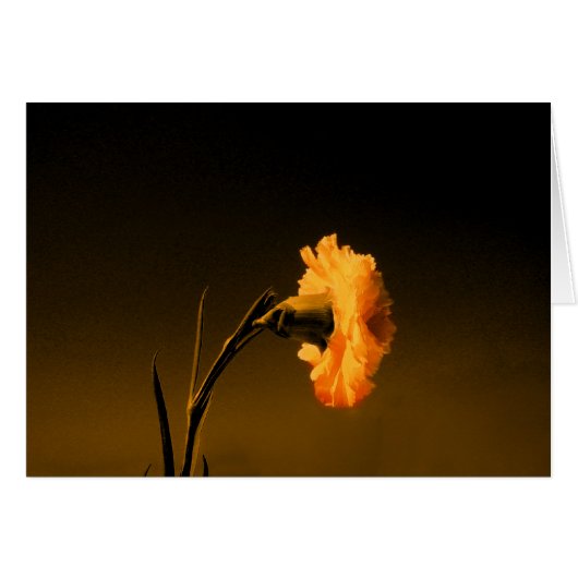carnation 2 cards (Front Horizontal)