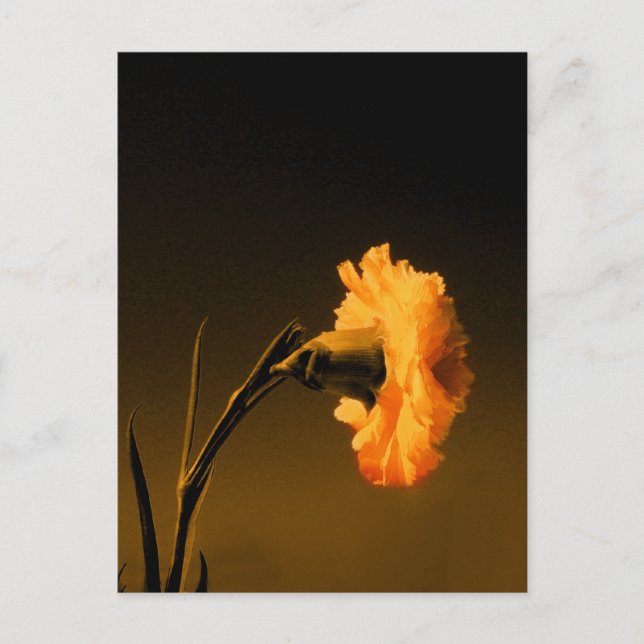 carnation 2 postcard (Front)