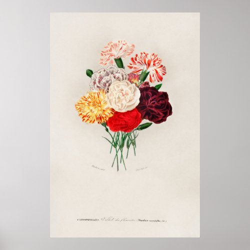 Carnation Dianthus caryophyllus Poster