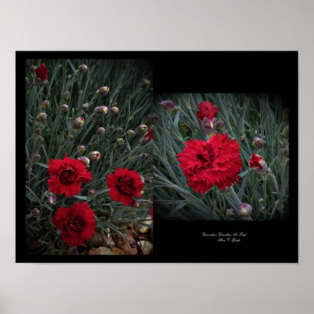 Carnation Dianthus In Red Wall Art by Stan VG (Front)