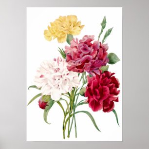 Carnation Flower Print by Pierre-Joseph Redouté