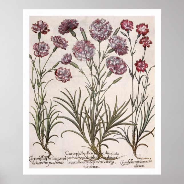 Carnations: 1.Caryophyllus flore majore; 2. Caryop Poster (Front)
