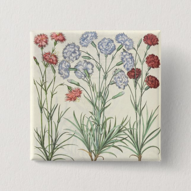 Carnations: 1.Caryophyllus multiplex flore albo; 2 Button (Front)