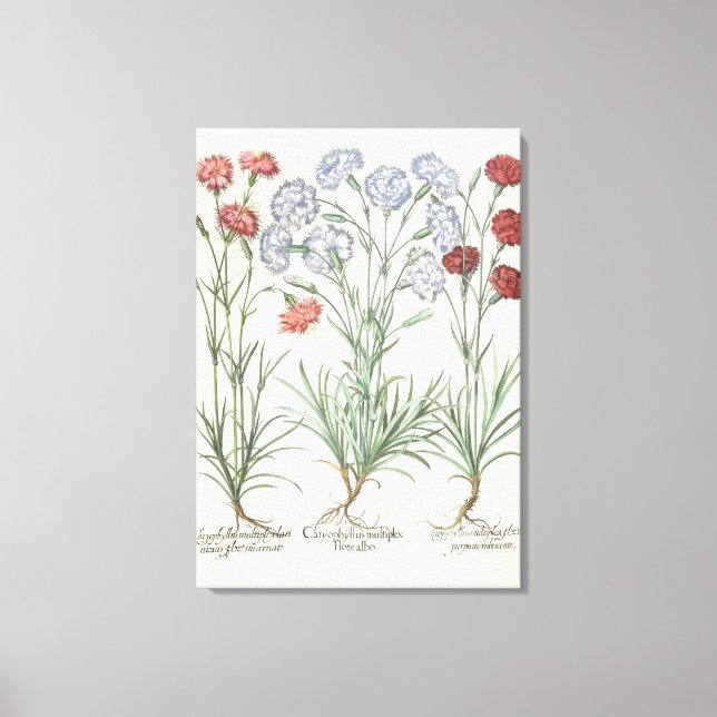 Carnations: 1.Caryophyllus multiplex flore albo; 2 Canvas Print (Front)