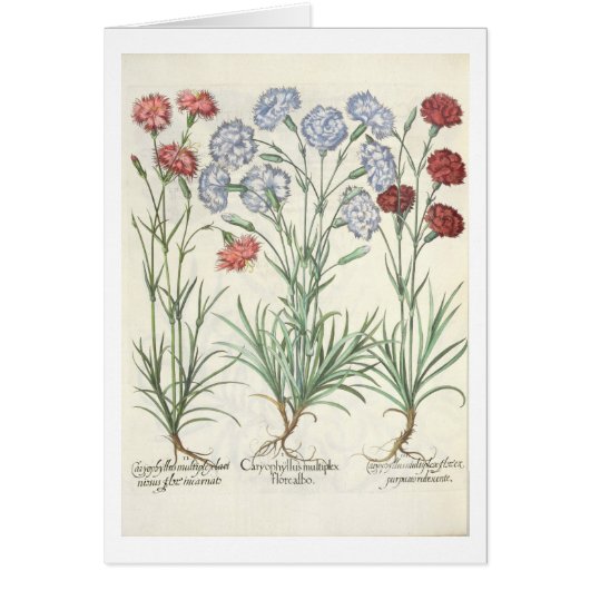 Carnations: 1.Caryophyllus multiplex flore albo; 2 Cards (Front)
