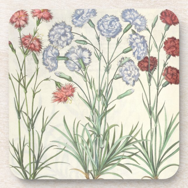 Carnations: 1.Caryophyllus multiplex flore albo; 2 Drink Coaster (Front)