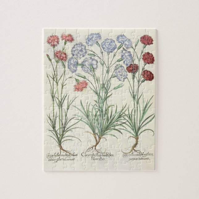 Carnations: 1.Caryophyllus multiplex flore albo; 2 Jigsaw Puzzle (Vertical)