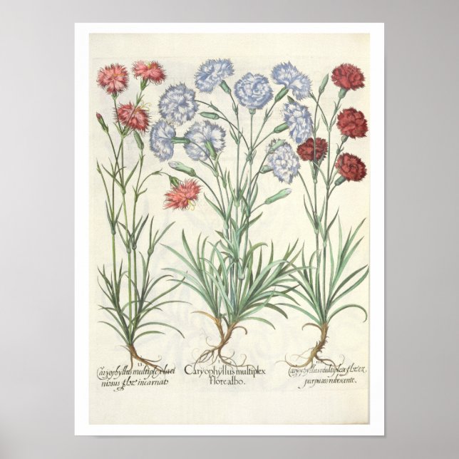 Carnations: 1.Caryophyllus multiplex flore albo; 2 Poster (Front)